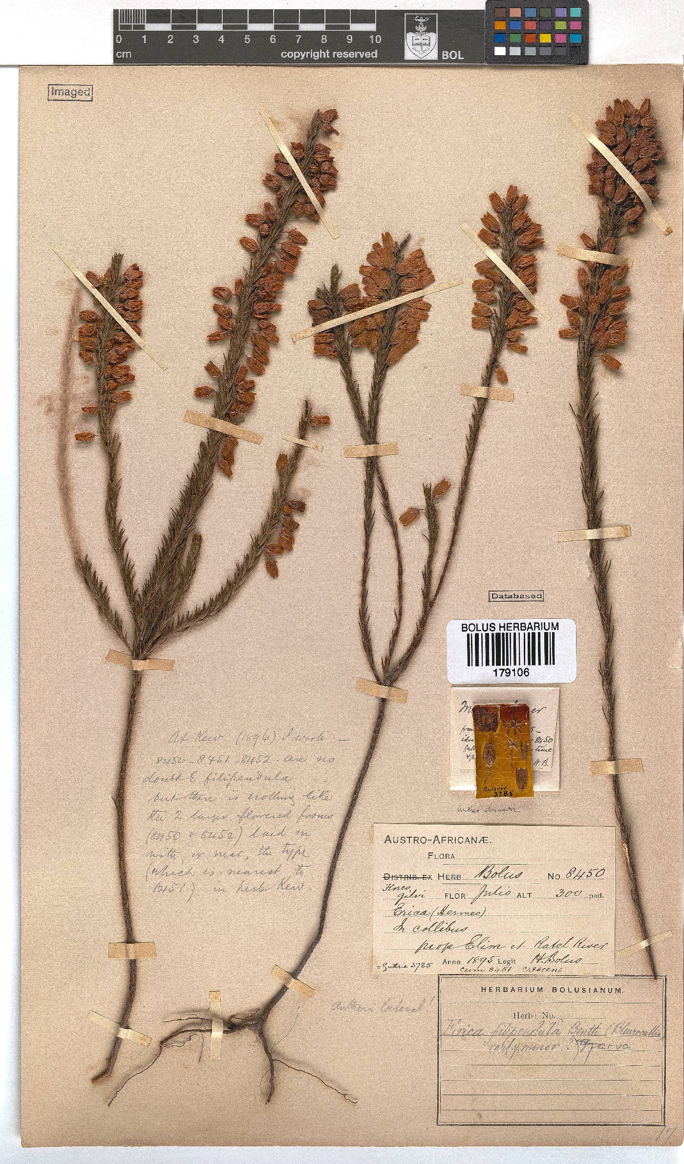 Erica filipendula subsp. parva image