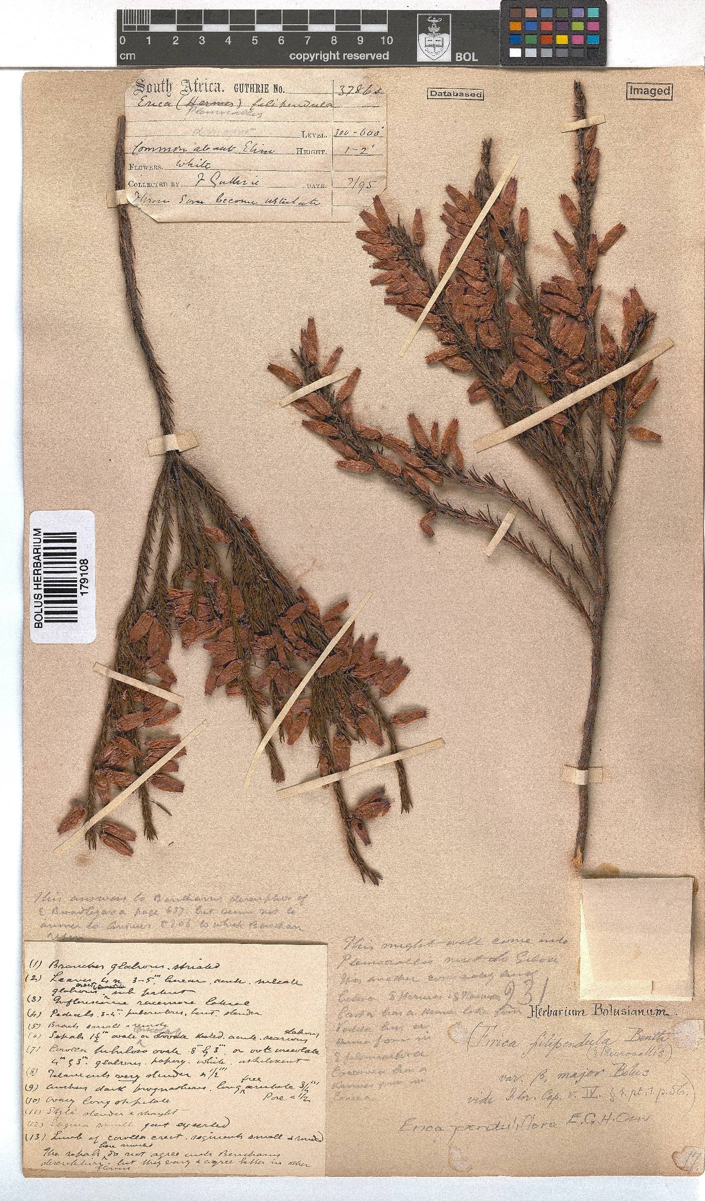 Erica penduliflora image