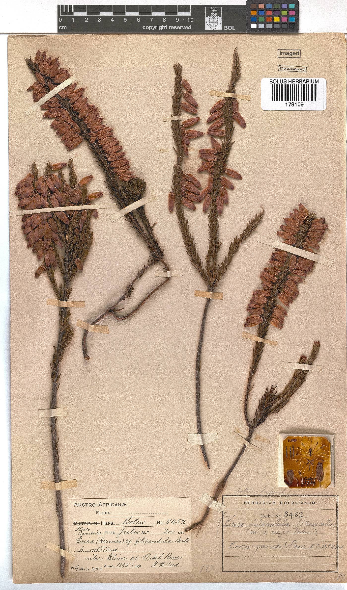 Erica penduliflora image