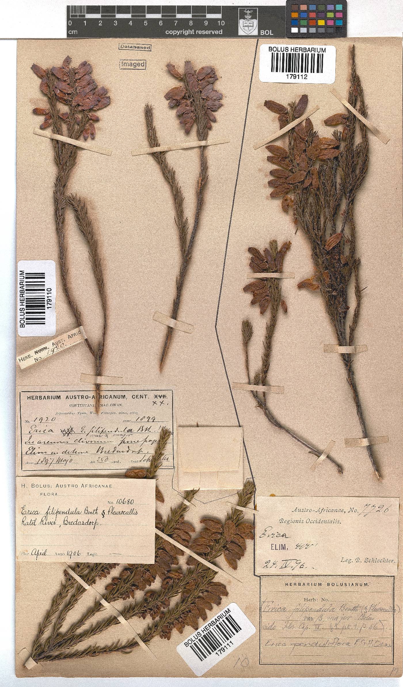 Erica penduliflora image