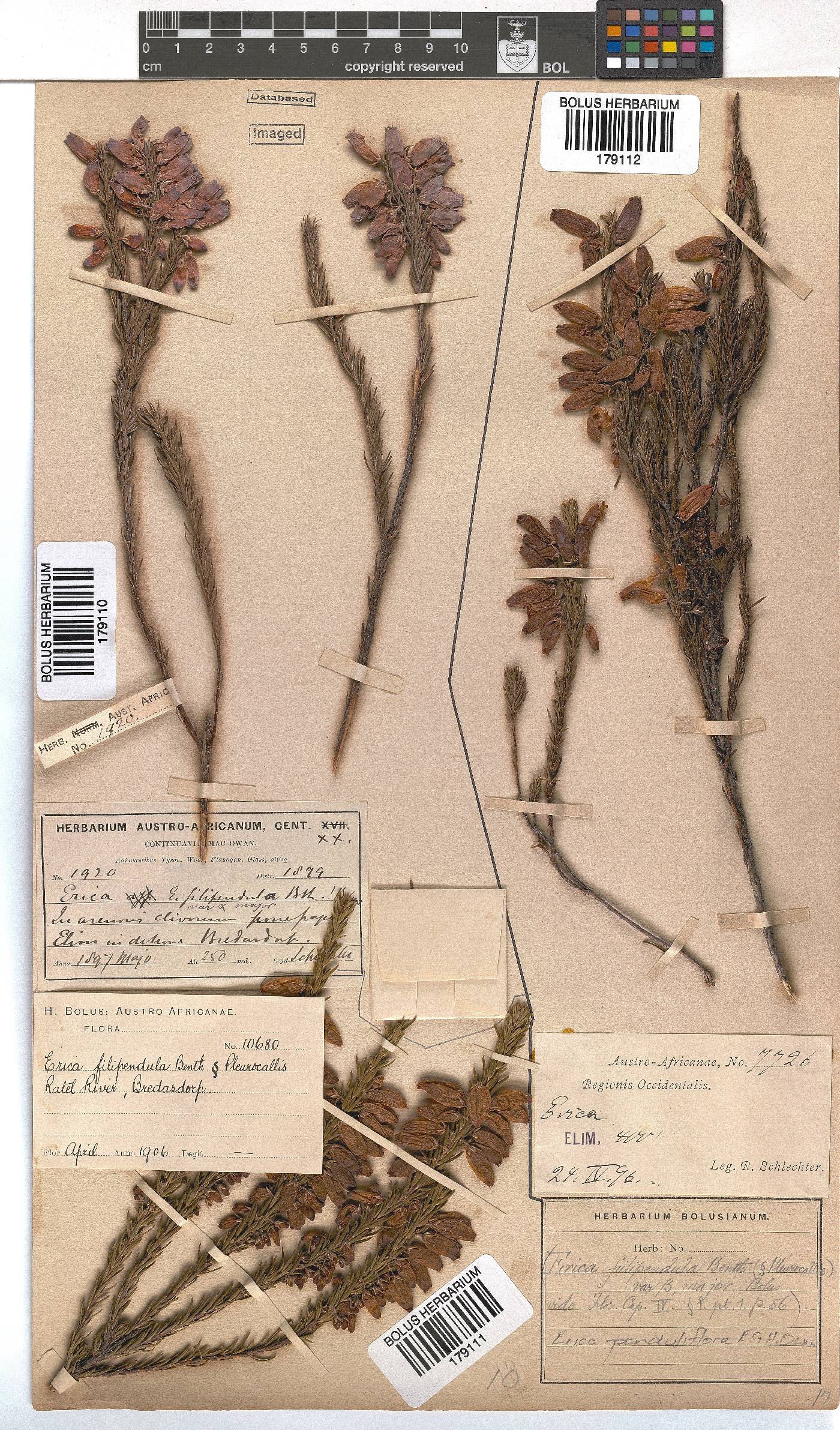 Erica penduliflora image