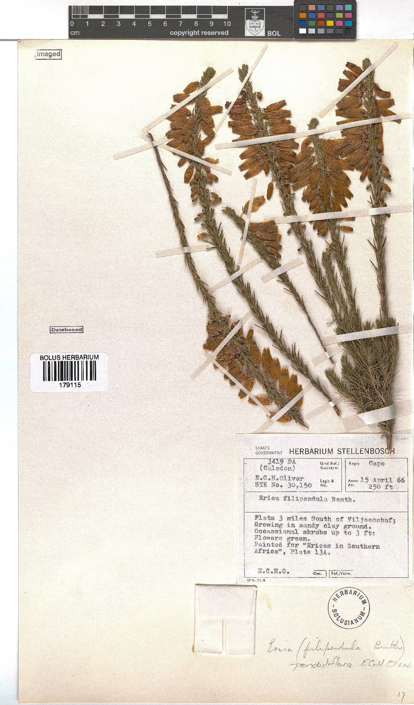 Erica penduliflora image