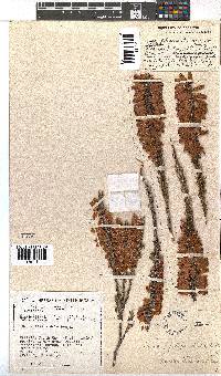 Erica penduliflora image