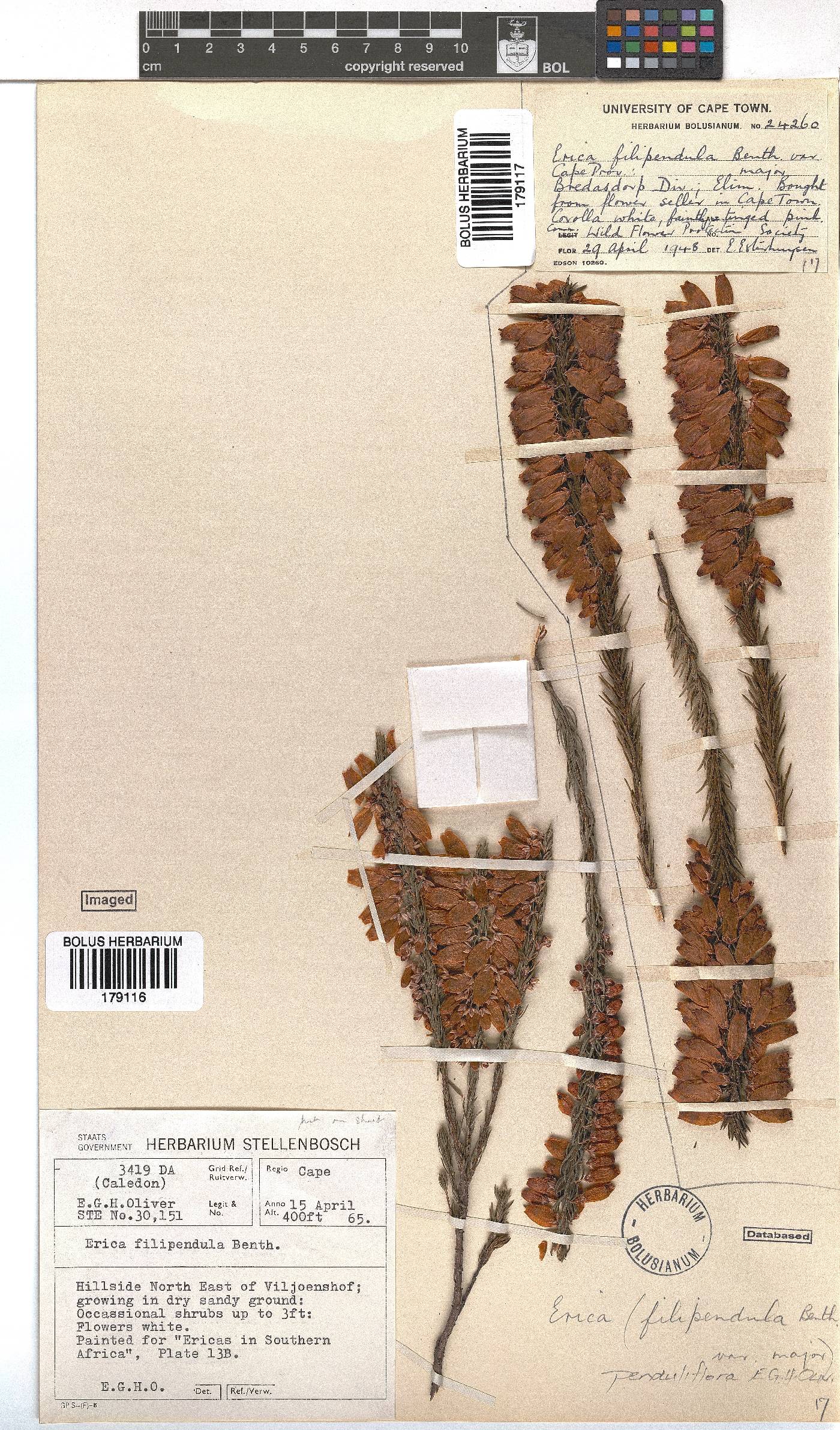 Erica penduliflora image