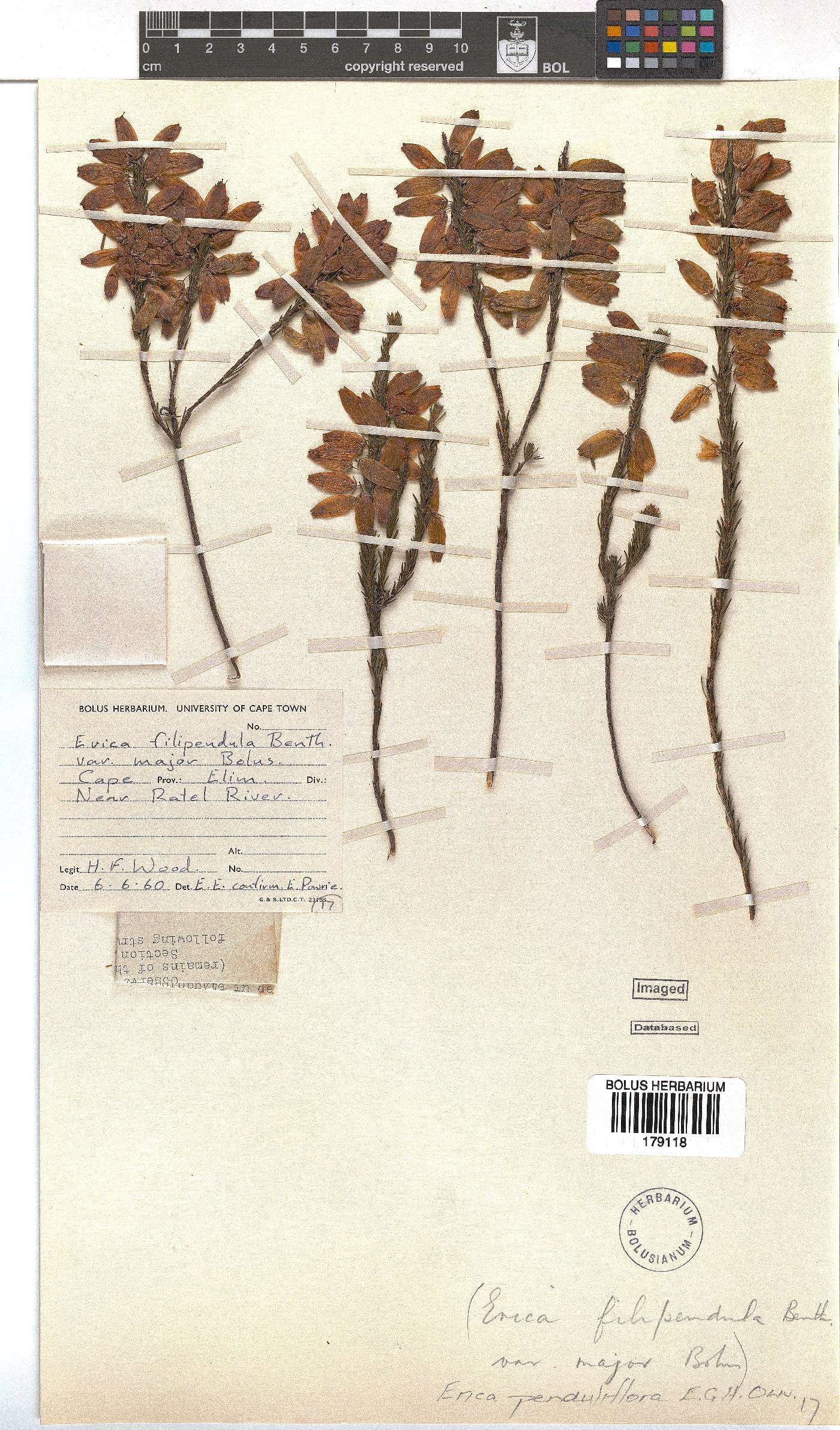 Erica penduliflora image