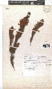 Erica abietina subsp. aurantiaca image