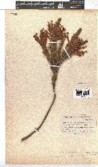 Erica abietina subsp. aurantiaca image