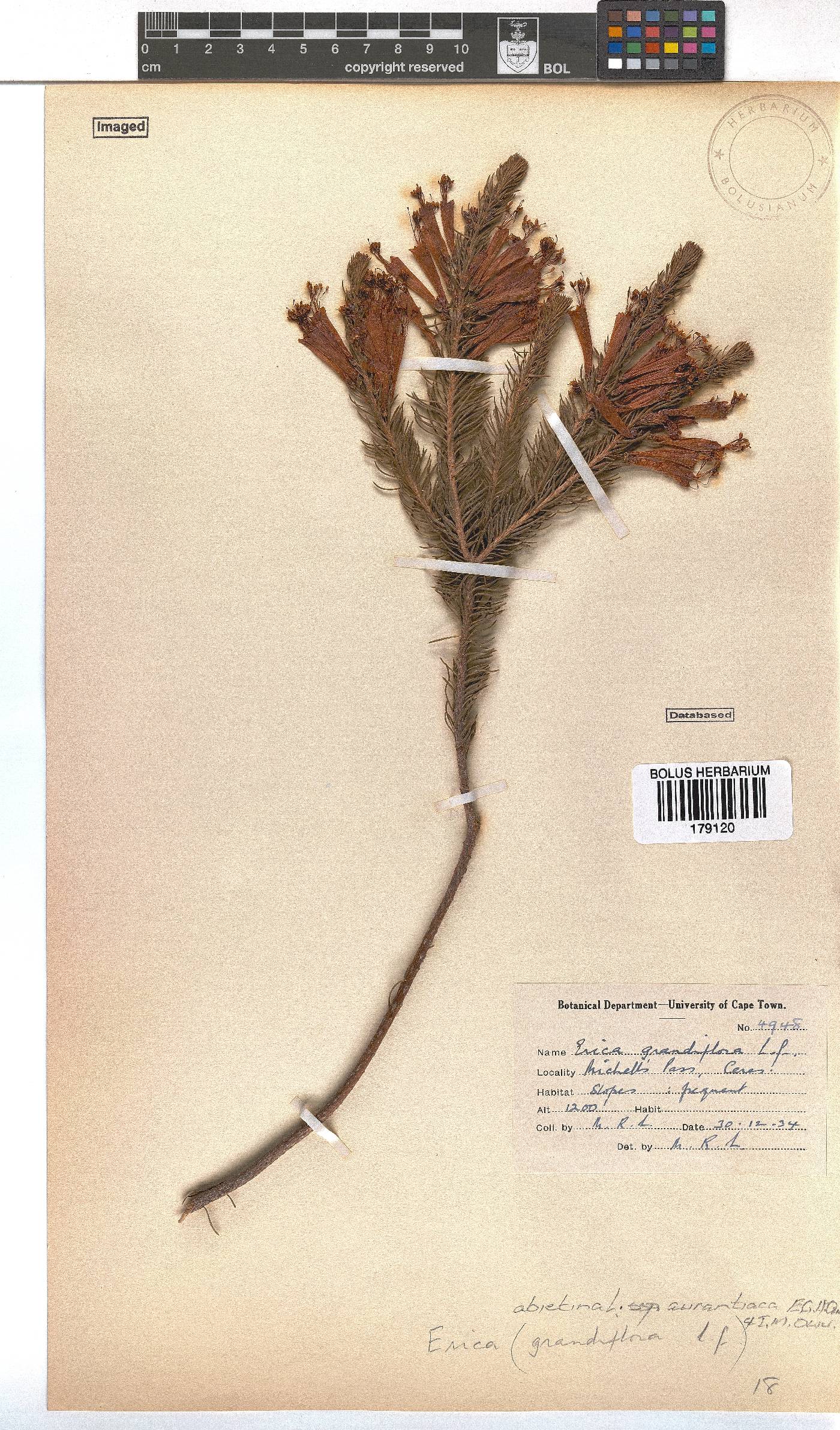 Erica abietina subsp. aurantiaca image