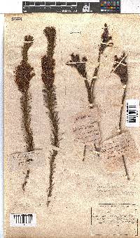 Erica abietina subsp. aurantiaca image