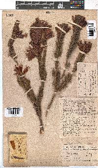 Erica abietina subsp. aurantiaca image