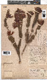 Erica abietina subsp. aurantiaca image