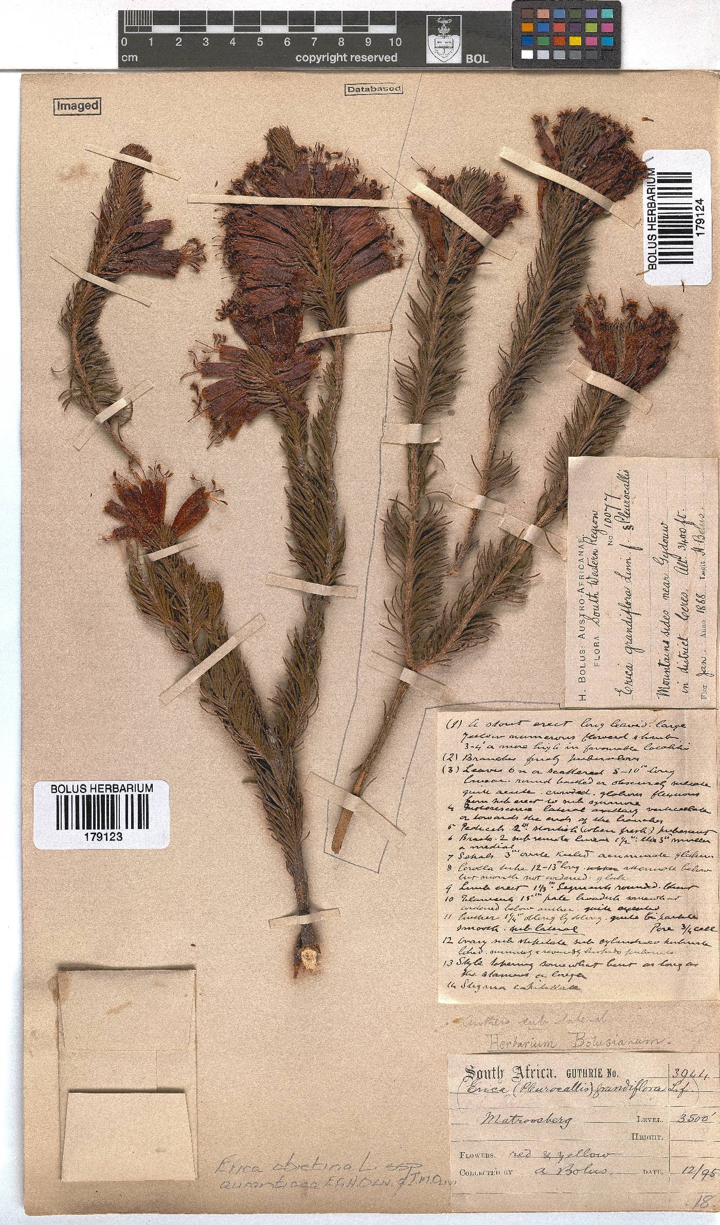 Erica abietina subsp. aurantiaca image