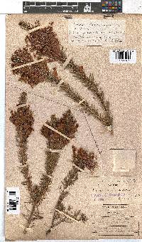 Erica abietina subsp. aurantiaca image