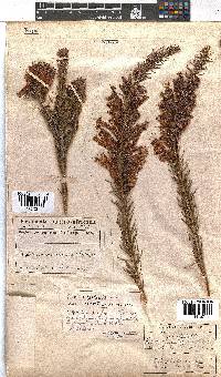 Erica abietina subsp. aurantiaca image