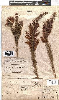 Erica abietina subsp. aurantiaca image