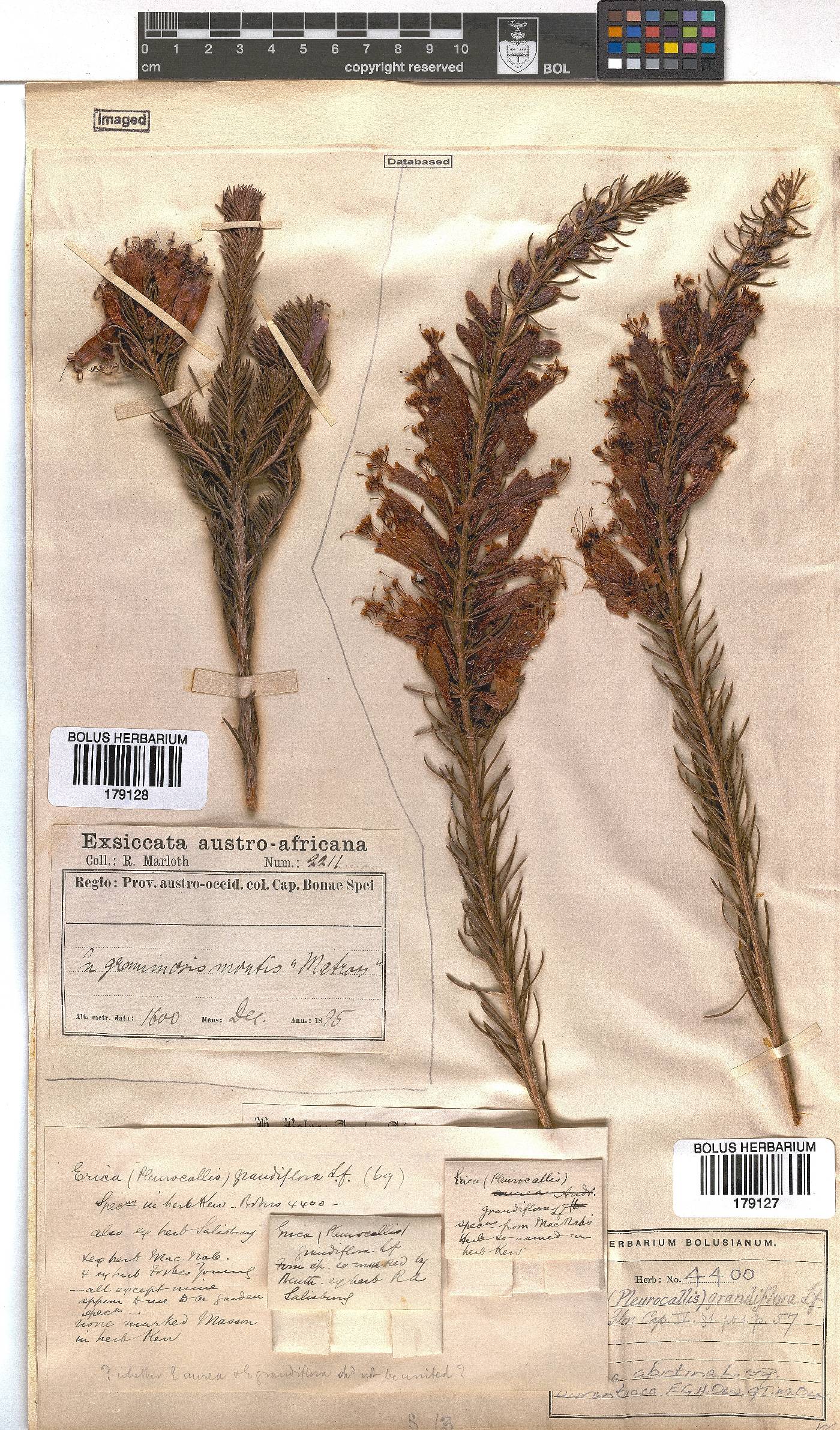 Erica abietina image