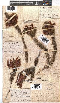 Erica abietina subsp. aurantiaca image