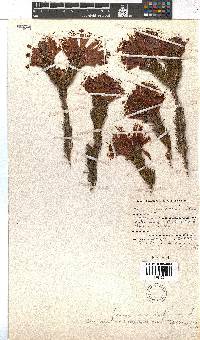 Erica abietina subsp. aurantiaca image