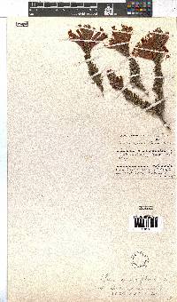 Erica abietina subsp. aurantiaca image