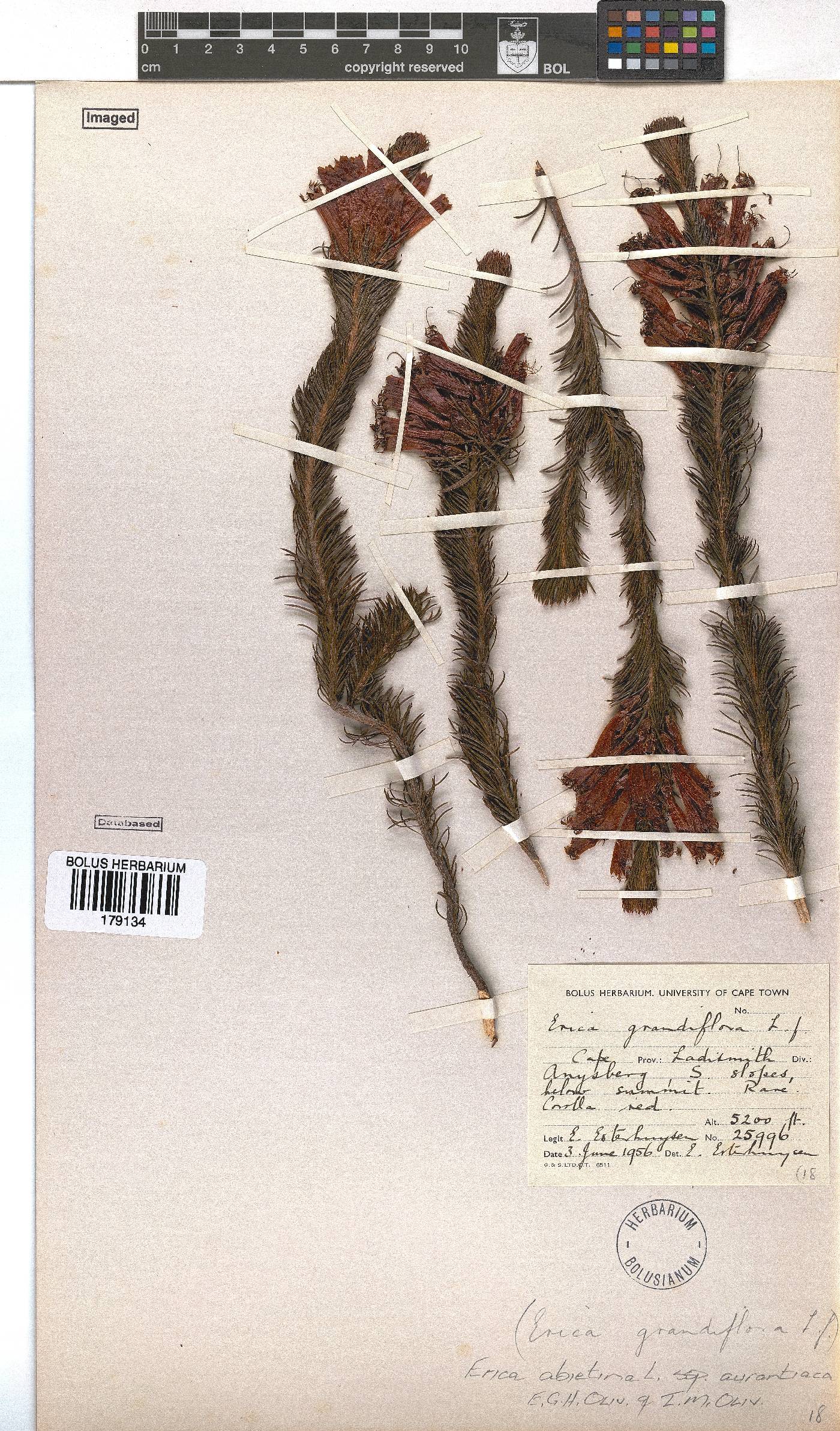 Erica abietina subsp. aurantiaca image