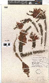 Erica abietina subsp. aurantiaca image