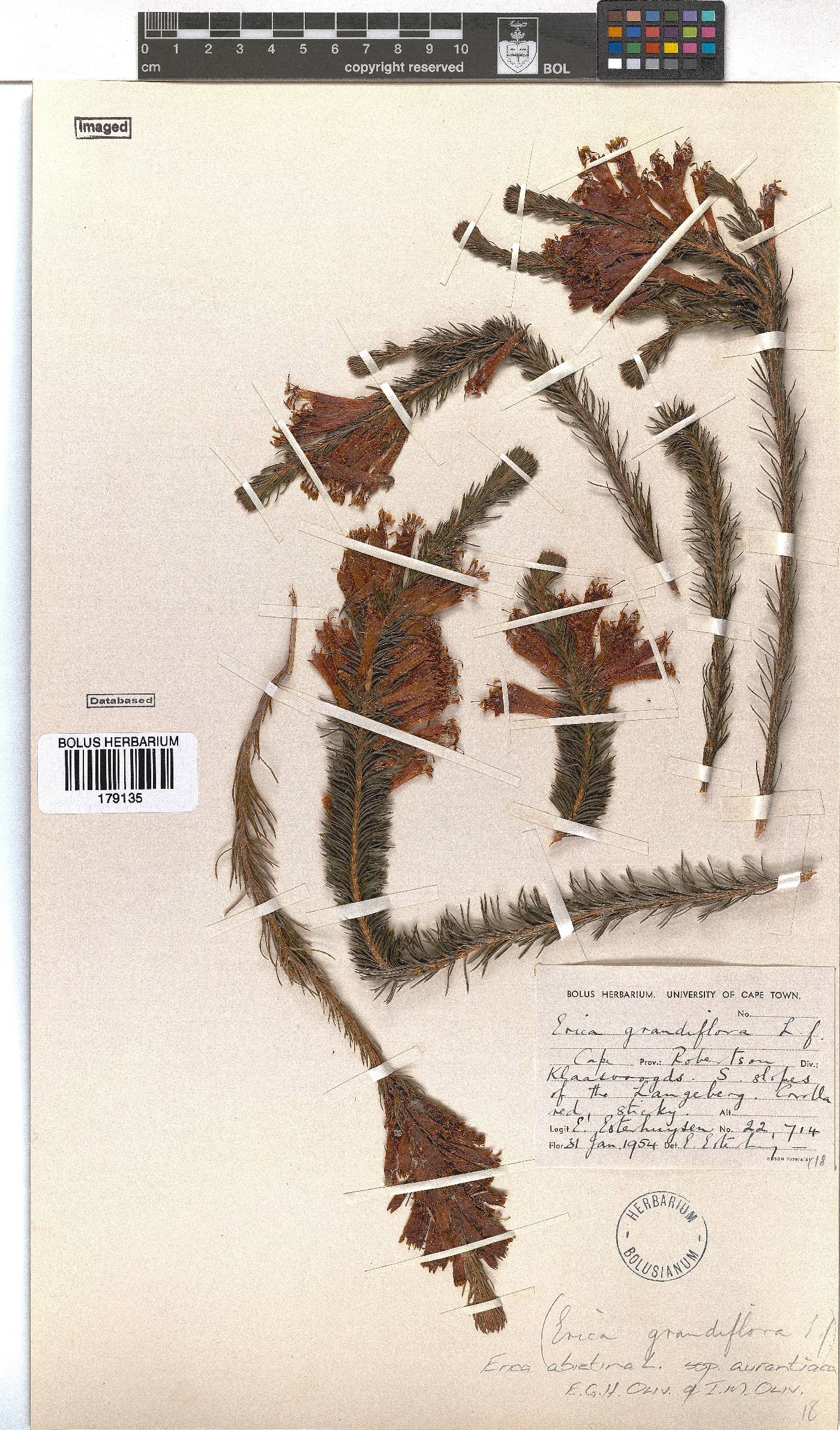 Erica abietina subsp. aurantiaca image