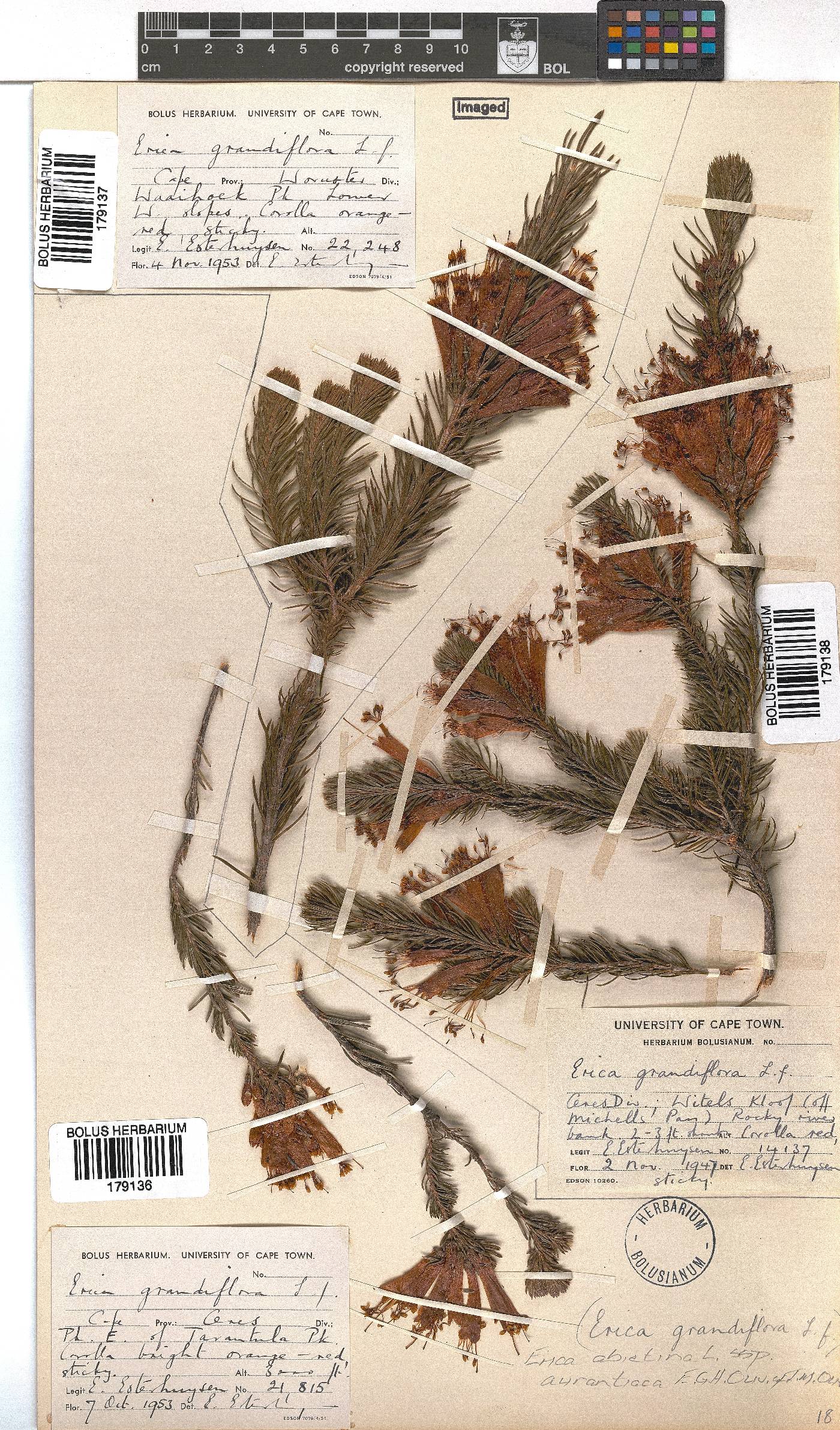 Erica abietina image