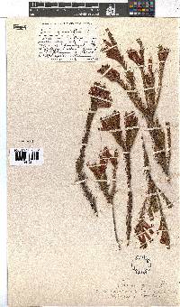 Erica abietina subsp. aurantiaca image