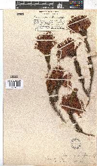 Erica abietina subsp. aurantiaca image