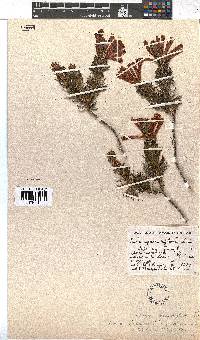 Erica abietina subsp. aurantiaca image