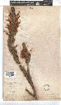 Erica abietina subsp. aurantiaca image