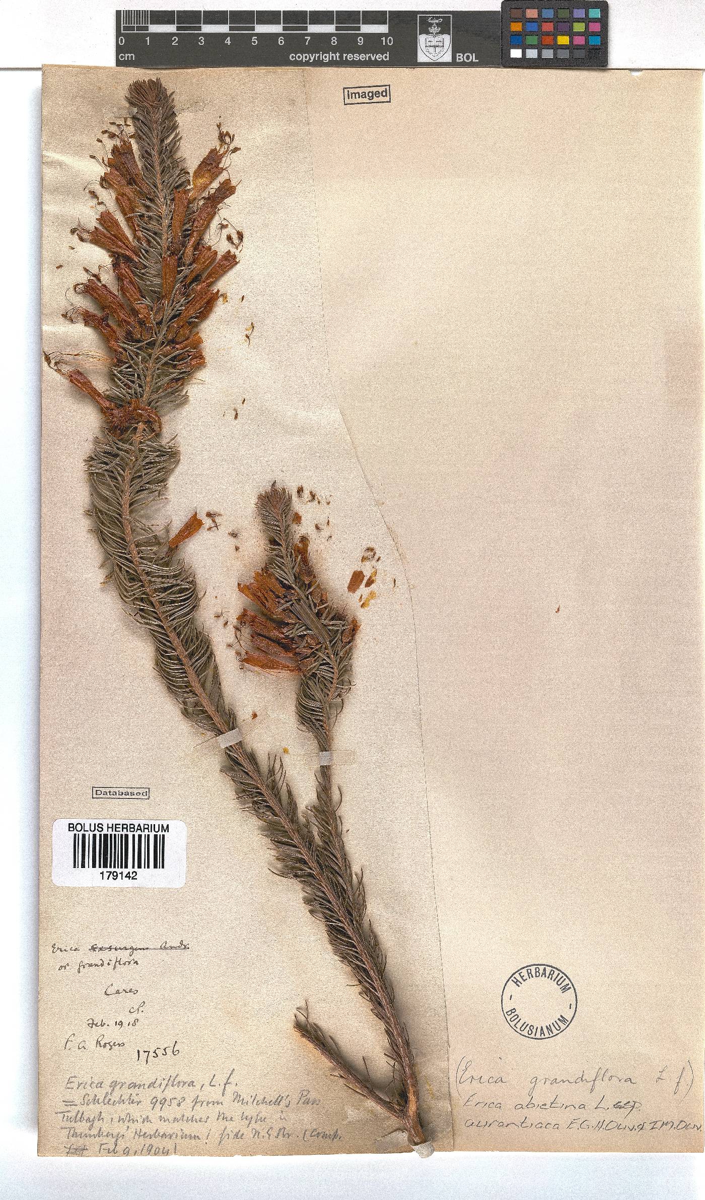 Erica abietina subsp. aurantiaca image