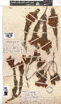 Erica abietina subsp. aurantiaca image