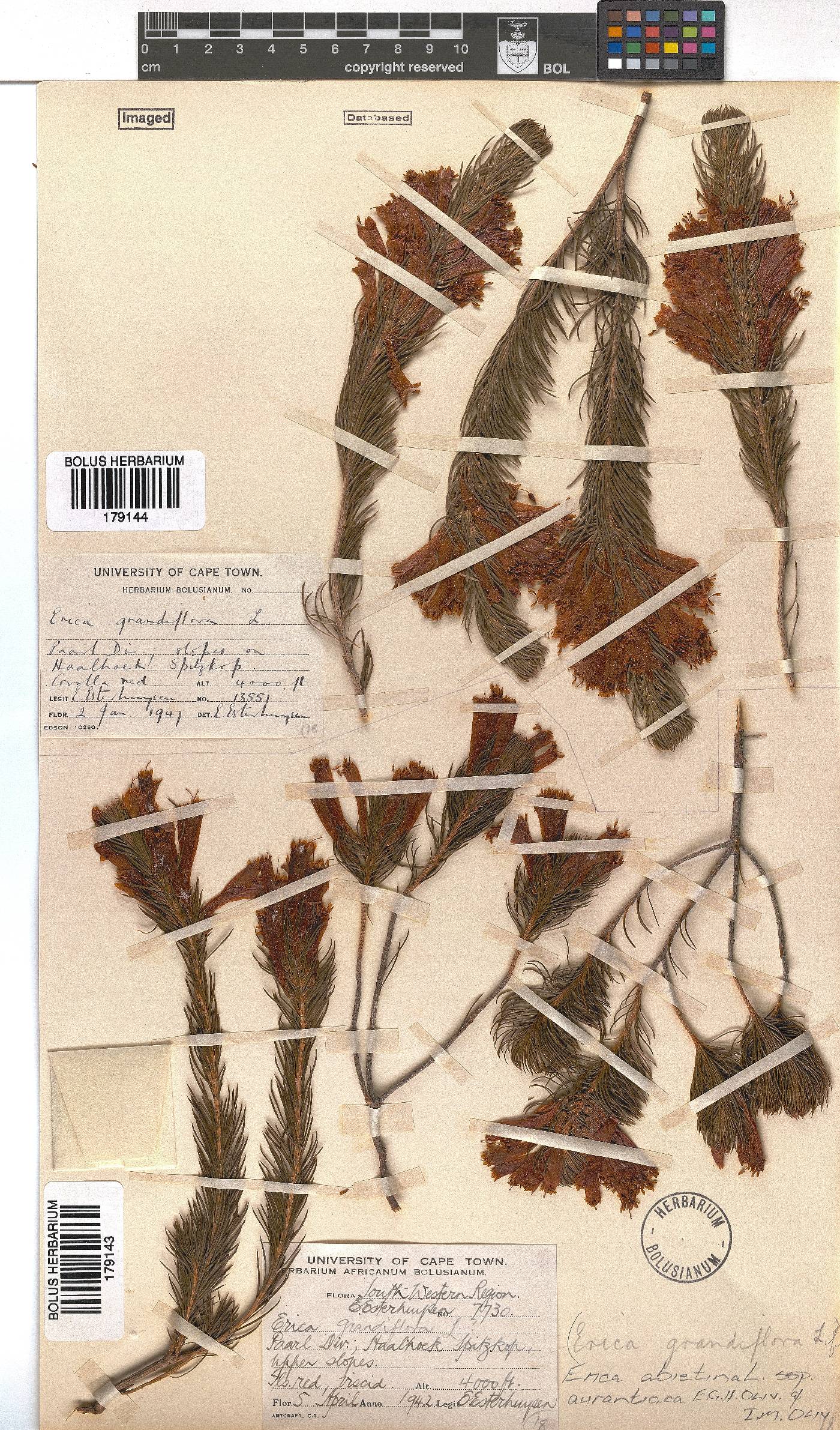 Erica abietina subsp. aurantiaca image