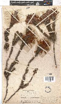 Erica abietina subsp. aurantiaca image