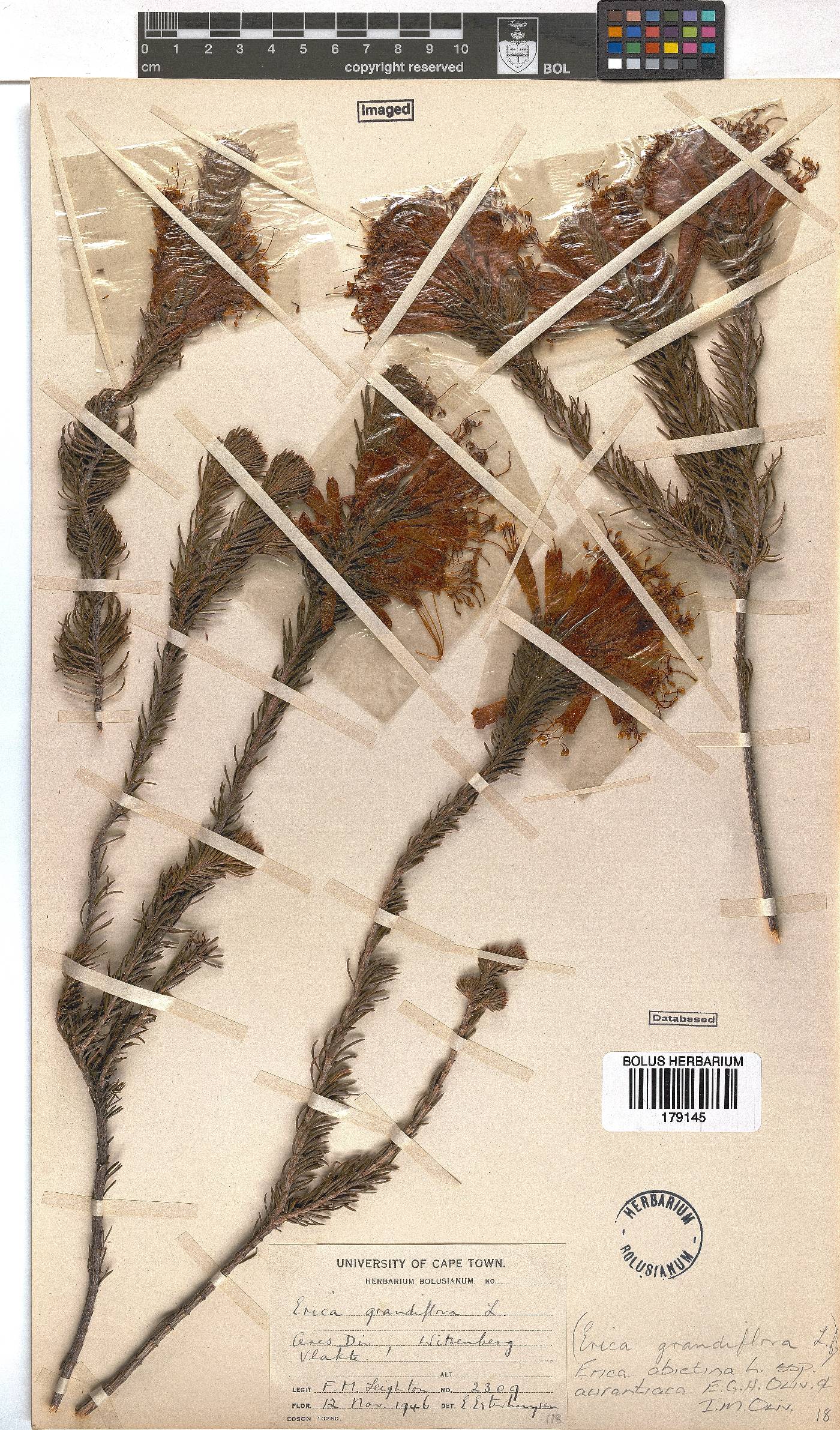 Erica abietina subsp. aurantiaca image