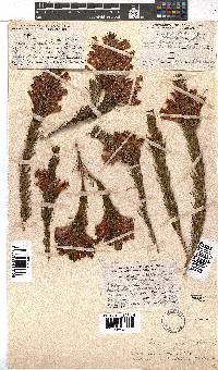 Erica abietina subsp. aurantiaca image