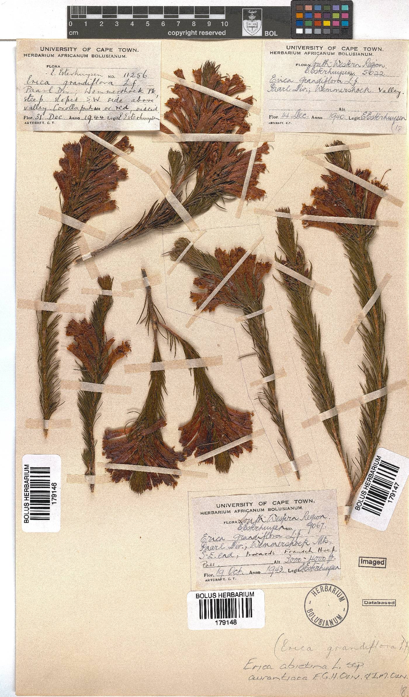 Erica abietina subsp. aurantiaca image