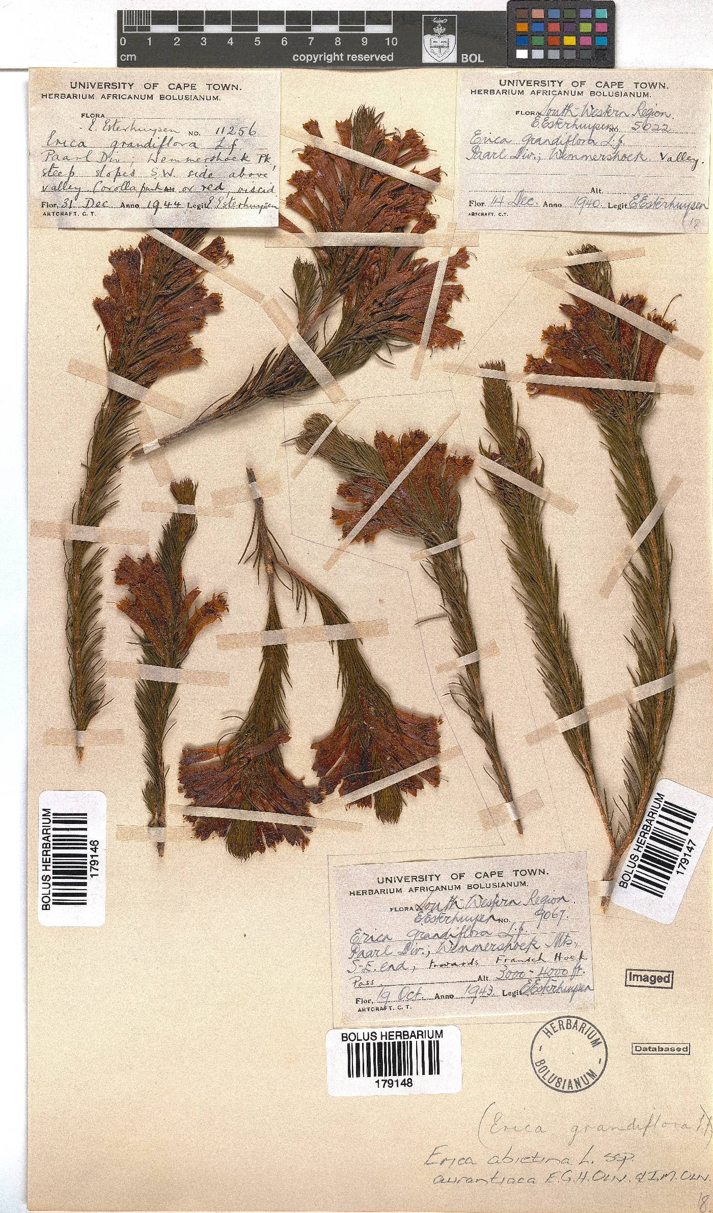 Erica abietina subsp. aurantiaca image