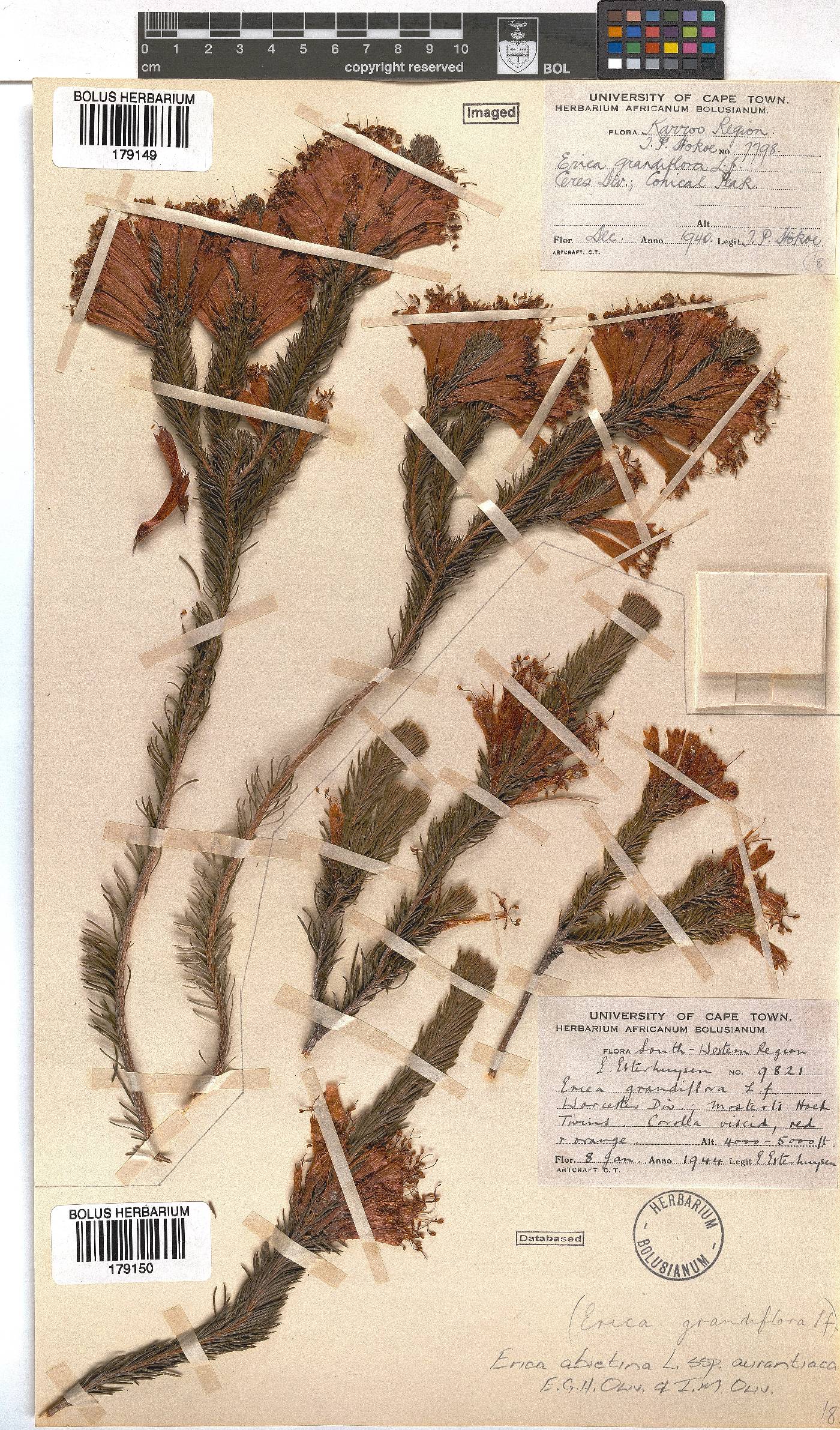 Erica abietina subsp. aurantiaca image