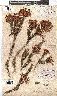 Erica abietina subsp. aurantiaca image