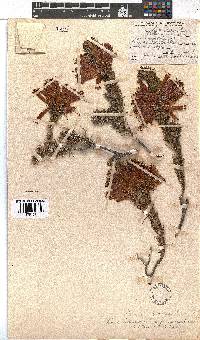 Erica abietina subsp. aurantiaca image