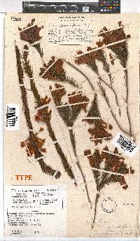 Erica abietina subsp. aurantiaca image