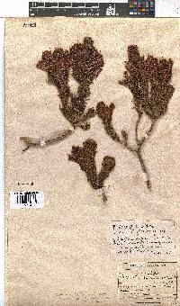 Erica abietina subsp. aurantiaca image