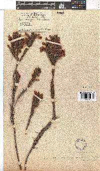 Erica abietina subsp. aurantiaca image