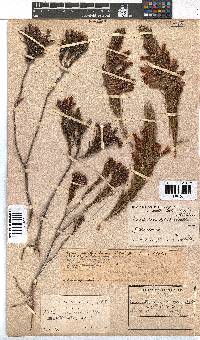 Erica abietina subsp. aurantiaca image