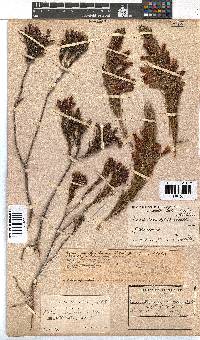 Erica abietina subsp. aurantiaca image