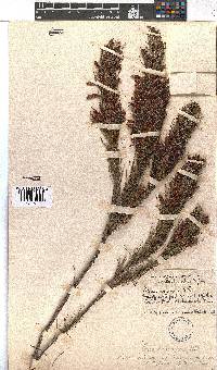 Erica abietina subsp. aurantiaca image