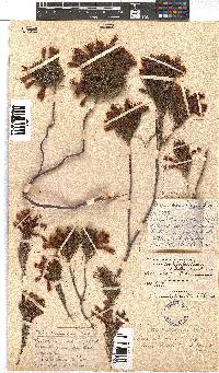 Erica abietina subsp. aurantiaca image