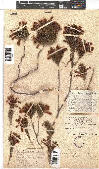 Erica abietina subsp. aurantiaca image